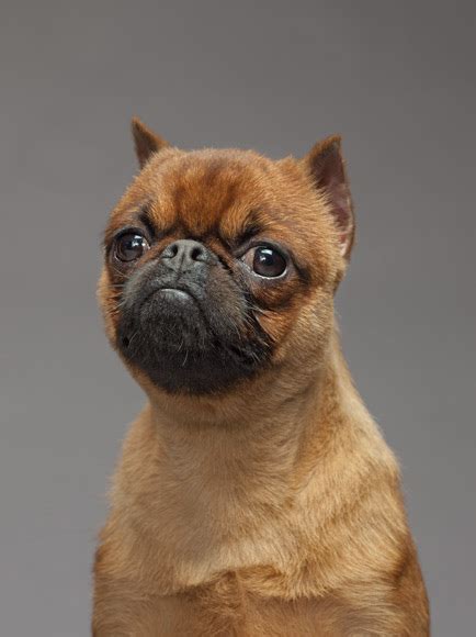 Explore the best brussels griffon breeders in your area and nationwide. BassetHoundTown Blog/Vlog » Mix, Match, Morph….