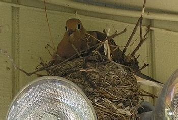 Black dots on their wings and a single black spot behind and below the eyes. Mourning Doves Habits - Mating, Eating, Nesting, Lifespan