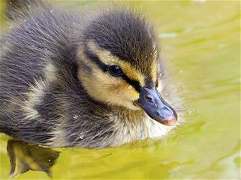 Maybe you would like to learn more about one of these? Daily Jigsaw Puzzle 2014-05-11 Duckling - JigZone.com
