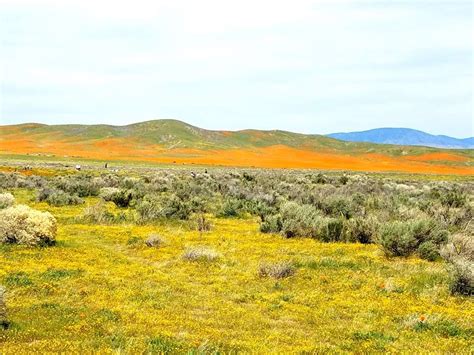 From serving food to balancing the books, they function as the executive directors and the pastors for the antelope valley corps. Antelope Valley California Poppy Reserve State Natural ...