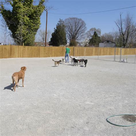Doggy daycare at four paws pet resort provides plenty of companionship, treats, and active play, whether you pal needs a day of play or a set weekly schedule. - Four Paws Pet Resort
