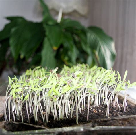 Tomato Seedlings Sprouting Out Stock Photo Image Of Grow Nature