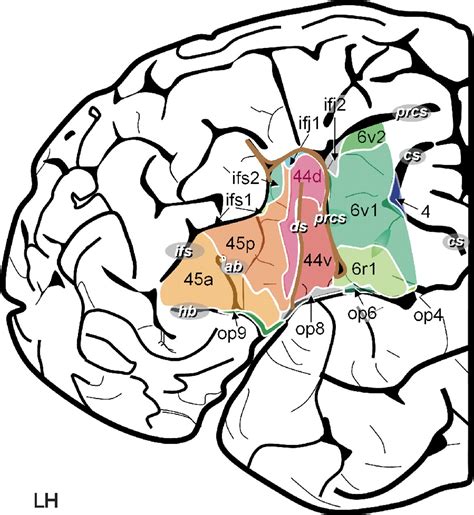 The Brain Basis Of Language Processing From Structure To Function