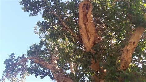 Sycamore Tree Of Zacchaeus Jericho Palestine Milap Tour 11 Nov 017