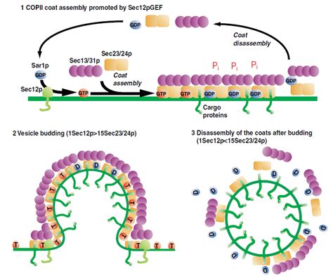 Cop 1 Cop 2 Clathrin - 3 Schematic representation of the formation and disassembly of a COP II