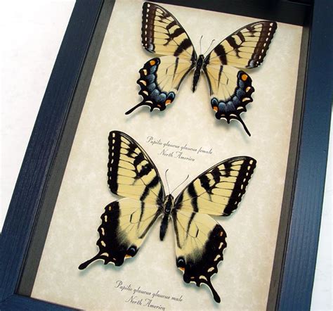 Papilio Glaucus Set Tiger Swallowtail Butterfly Real Framed Butterflies