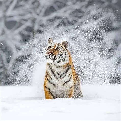 Tigers Are Magnificent On Instagram Siberian Tiger Amazing Shot Of A