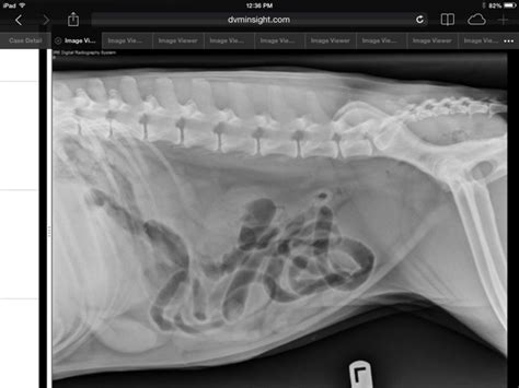 Taco Belle Times Tails Of A Baby Boomer Veterinarian Radiographs X