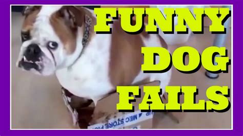 Funny Dog Fails The Best Funny Dog Fails Compilation 2016 Youtube