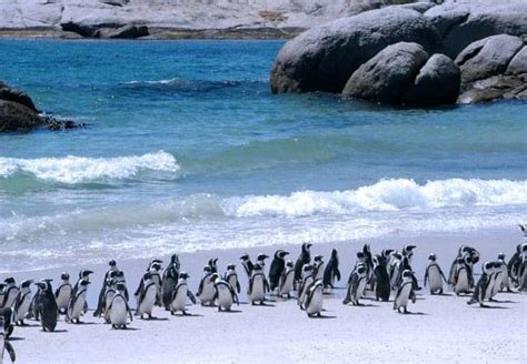 Discover More Than 117 Penguin Watching Cape Town Vn