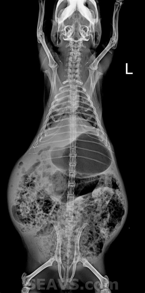 Guinea Pig Bloat Stasis Radiograph Vd Stahl Exotic Animal Veterinary
