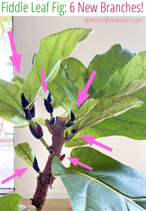 Best Fiddle Leaf Fig Branching Secret How To Grow Multiple Branches