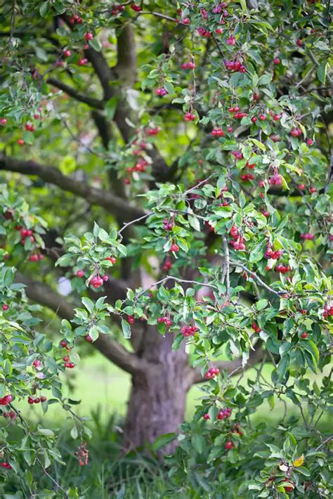 The Best Crab Apple Trees For Colour And Form Crabapple Tree Crab