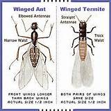 Images of Difference Between Termite And Flying Ant