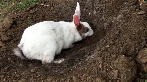 Cute Pet Rabbit Bunny Sally Digging A Hole In The Ground Youtube
