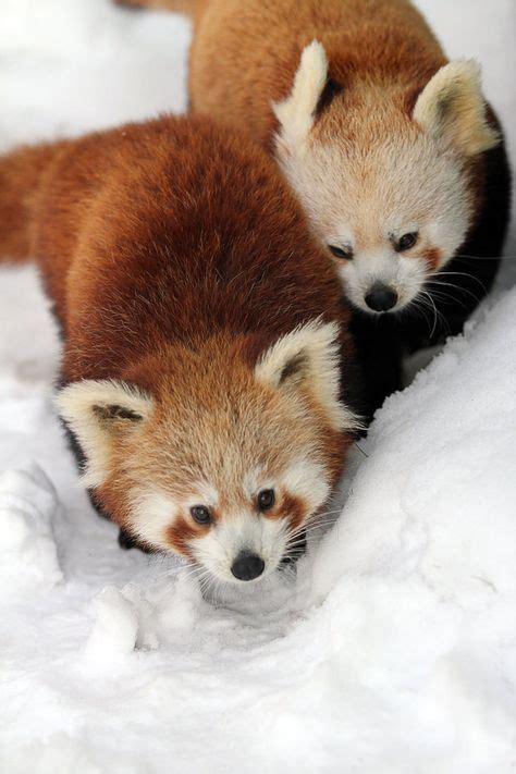 560 Red Pandas Ideas In 2021 Red Panda Cute Animals
