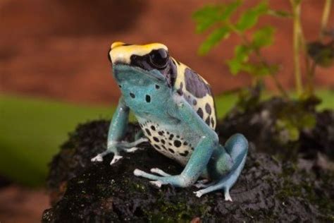 30 best Rainforest Animals images on Pinterest | Wild animals, Cutest animals and Exotic animals