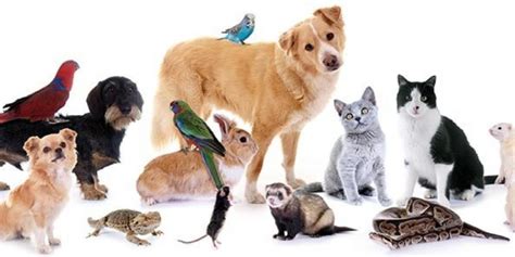 What Kind Of Pet Should I Get Quiz Bestfunquiz