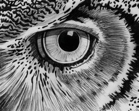 Great Horned Owl Ink Drawing Signed By Artist Dingen Om Te Tekenen