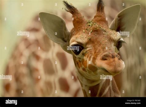 Cutest Baby Giraffe Photo Hi Res Stock Photography And Images Alamy