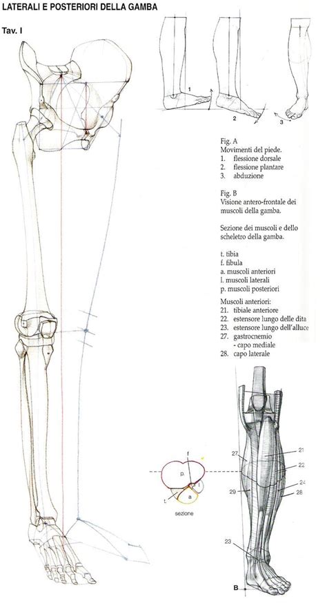 Pin By Jesús Rodríguez On Rigging Pinterest Human Anatomy Drawing