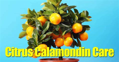 When taking care of an orange tree, remember that water lowers the solid content of the fruit. Citrus Calamondin Care: How To Grow The Dwarf Calamondin Tree