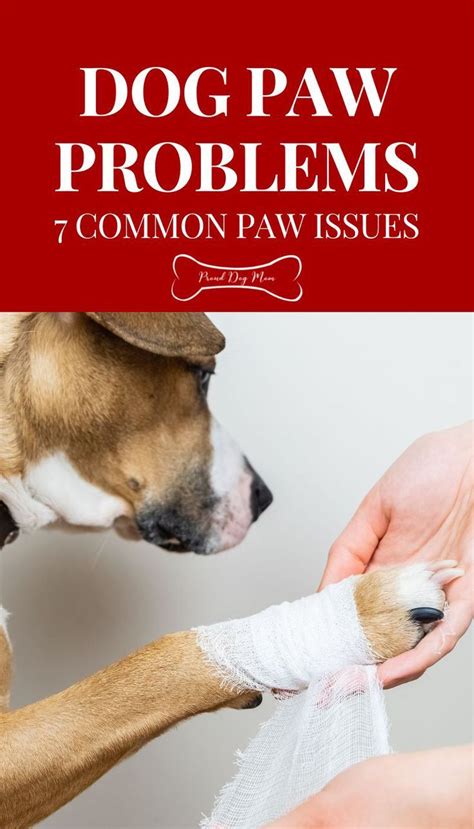 Dog Paw Problems 7 Common Issues To Know About Paw Care Dog Health