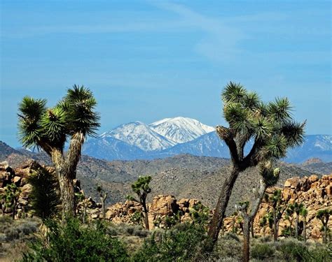 Endless Views Await Hiking The Mountain Wilderness Of San Gorgonio