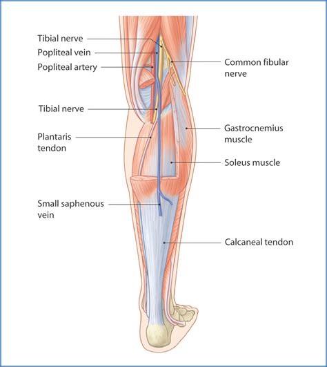 Posterior Leg Basicmedical Key
