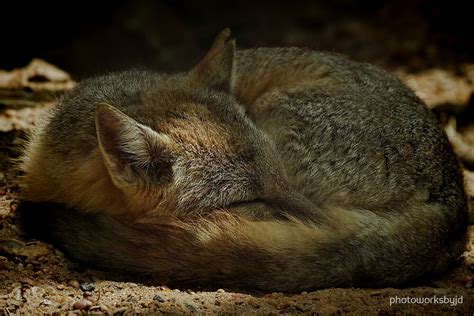 Texas Swift Fox By Photoworksbyjd Redbubble