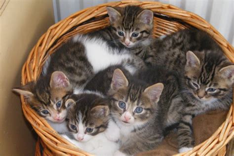 Cats for sale in dammam. E Midlands tabby and white kittens for sale - Reptile Forums