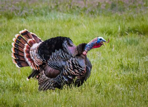 Wattles And Snoods Turkeys Introduce Kids To Hunting Nebraskaland Magazine
