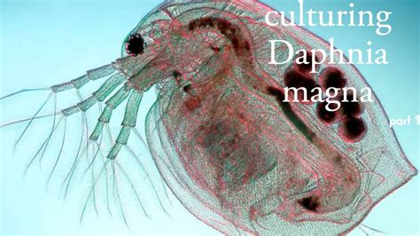 How To Culture Daphnia Part One And More Youtube
