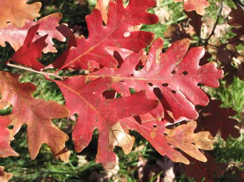 White Oak Quercus Alba The Arboretum