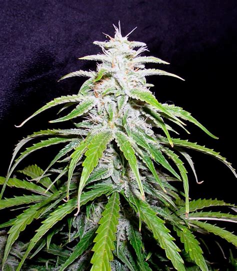 Speed Devil 2 Auto Feminized Seeds By Sweet Seeds For Sale Herbies