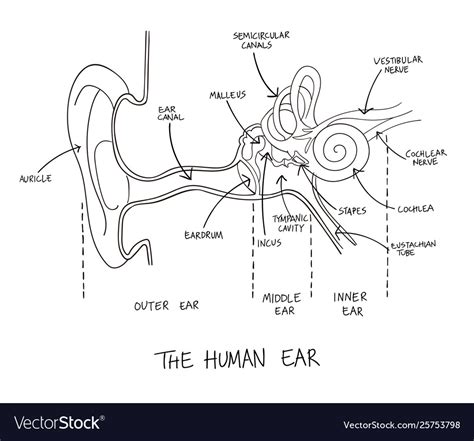Human Ear Anatomy Eye Anatomy Anatomy Drawing Ear Diagram How To