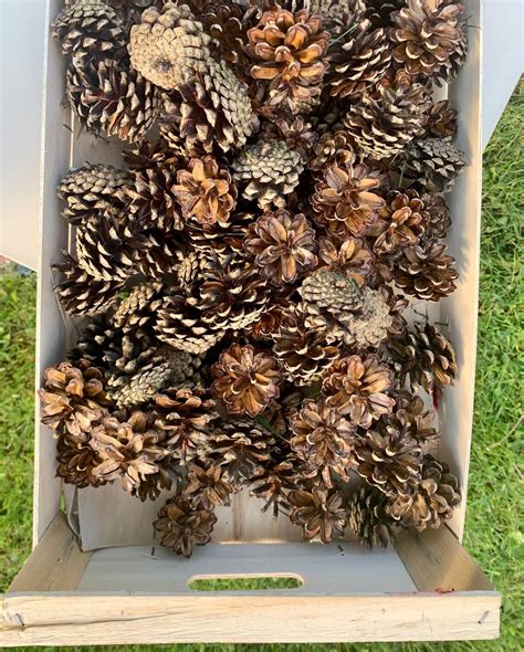 Natural Pine Cones 3 4 Cm For Art Projects Etsy