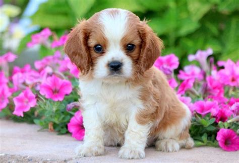 The cavalier king charles spaniel has a history that is just as majestic as its name suggests. Cavalier King Charles Spaniel Puppies For Sale | Puppy ...