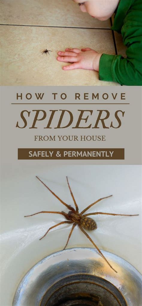 Thankfully, the best companies for pest control in kuala lumpur can save you. How to Remove Spiders From Your House Safely & Permanently ...