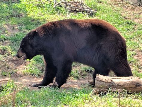 American Black Bear Ursus Americanus Zoochat