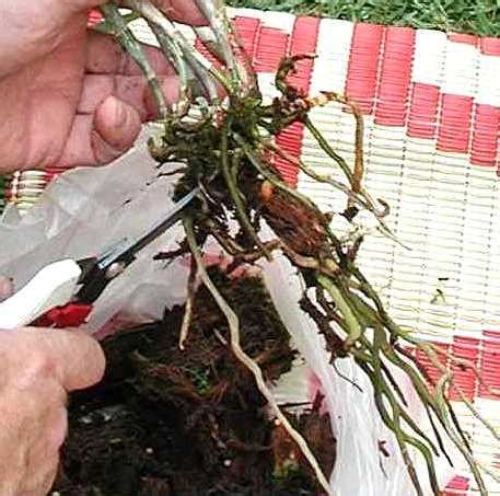 Erfahren sie mehr darüber, wann der richtige zeitpunkt ist und welche vorgehensweise sie wählen sollten, wenn sie orchideen, egal welcher art, umtopfen wollen. Orchideen Kindel Abtrennen Video