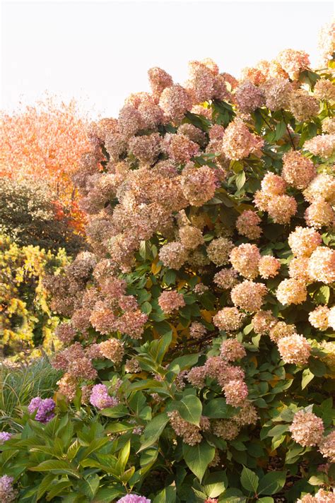 Hydrangea, Limelight - A+ Garden Center | Duluth ...