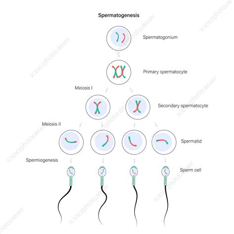 Spermatogenesis Illustration Stock Image F0366356 Science Photo