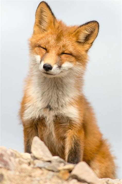 713 Best Images About Vulpes On Pinterest