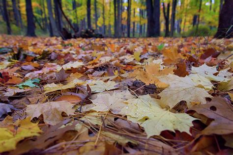 Autumn On The Forest Floor Photograph By Rick Berk Fine Art America