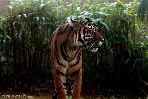 Lanskap Sembilang Mangrove Harimau Dan Harapan Nyata Masyarakat