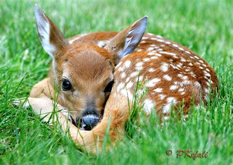 The Fawn Photographed By P Post119719423958the Fawn