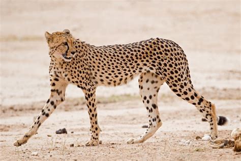 Cheetahs Are Built For Extreme Speed And Agility Much Lighter In
