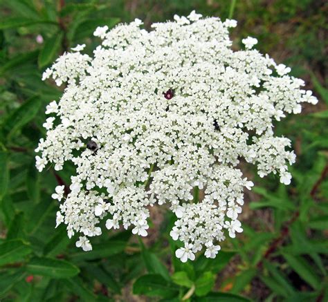 Queen Annes Lace Daucus Carota Photographed July 6 2017 In Center