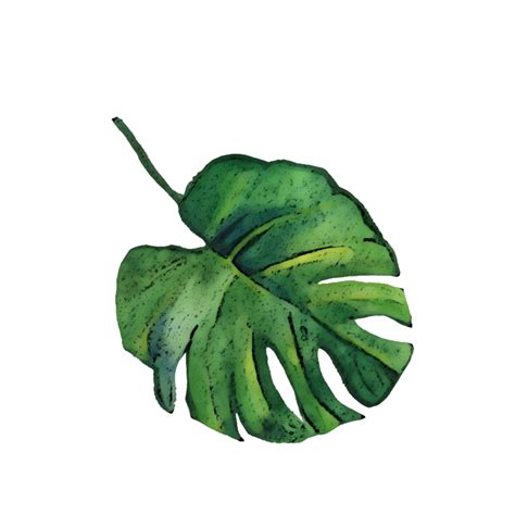 Download freetoedit overlay watercolor palm tropical leaves sum...